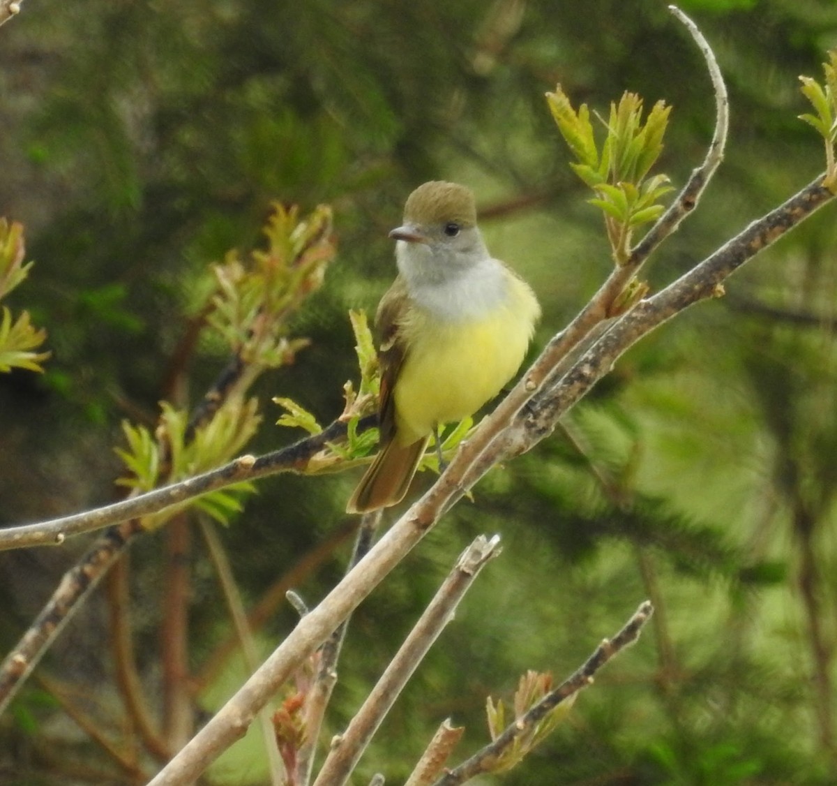 Great Crested Flycatcher - ML138409191