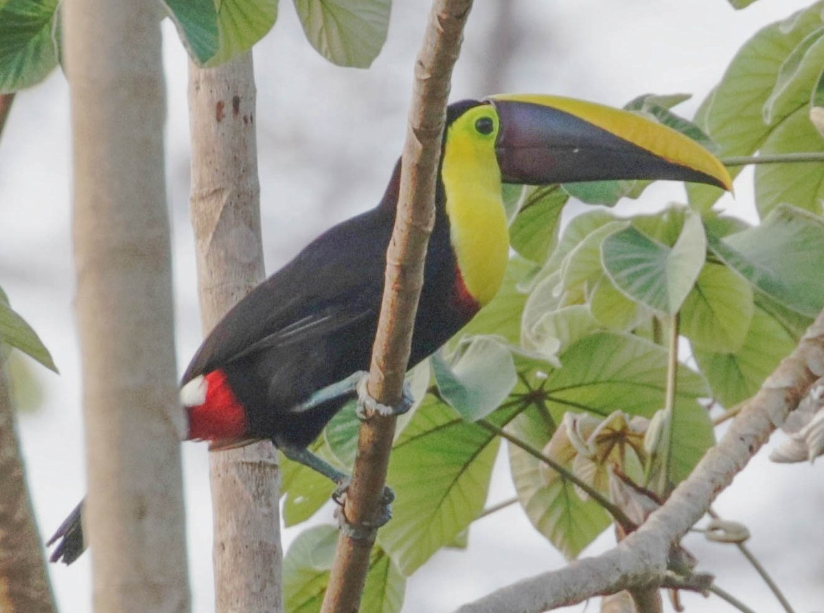 Yellow-throated Toucan (Chestnut-mandibled) - ML138409271