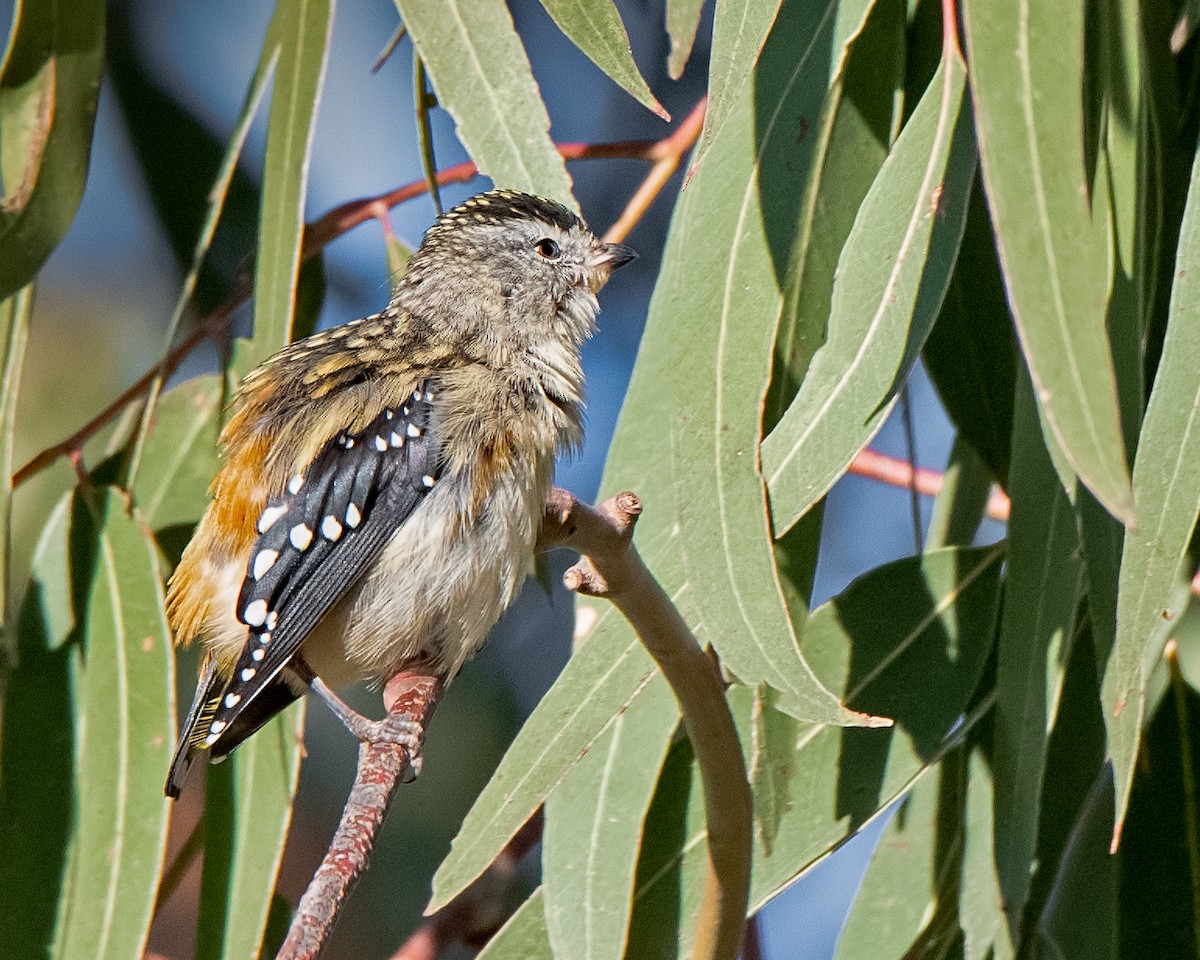 Spotted Pardalote - ML138410211