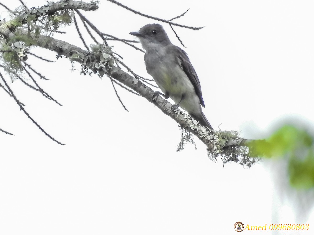 Swainson's Flycatcher - ML138411941