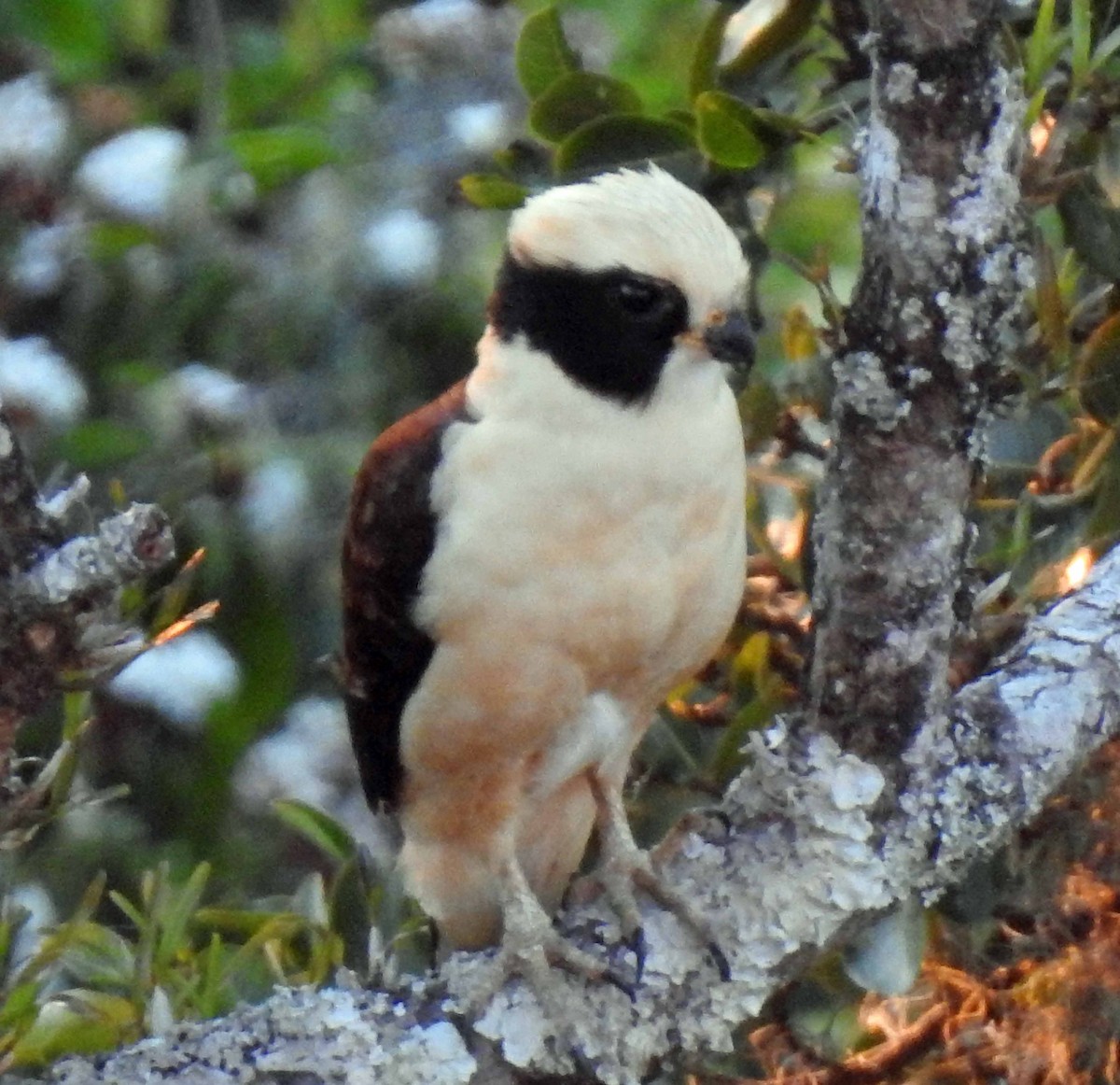 Laughing Falcon - ML138412571