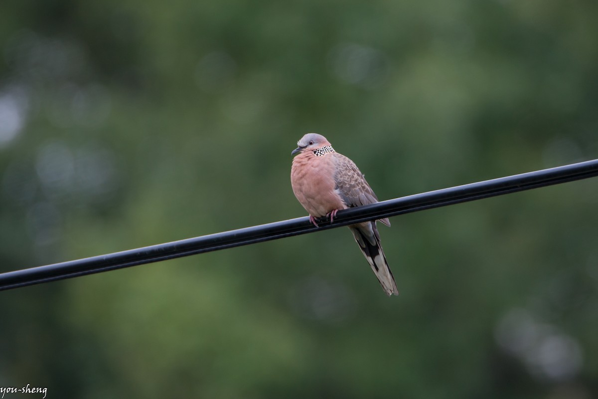 珠頸斑鳩 - ML138412761