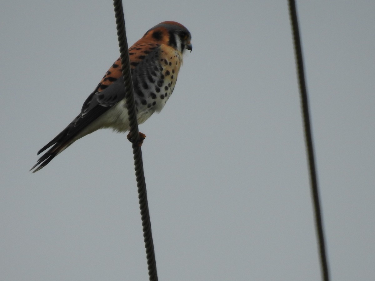 American Kestrel - ML138413831