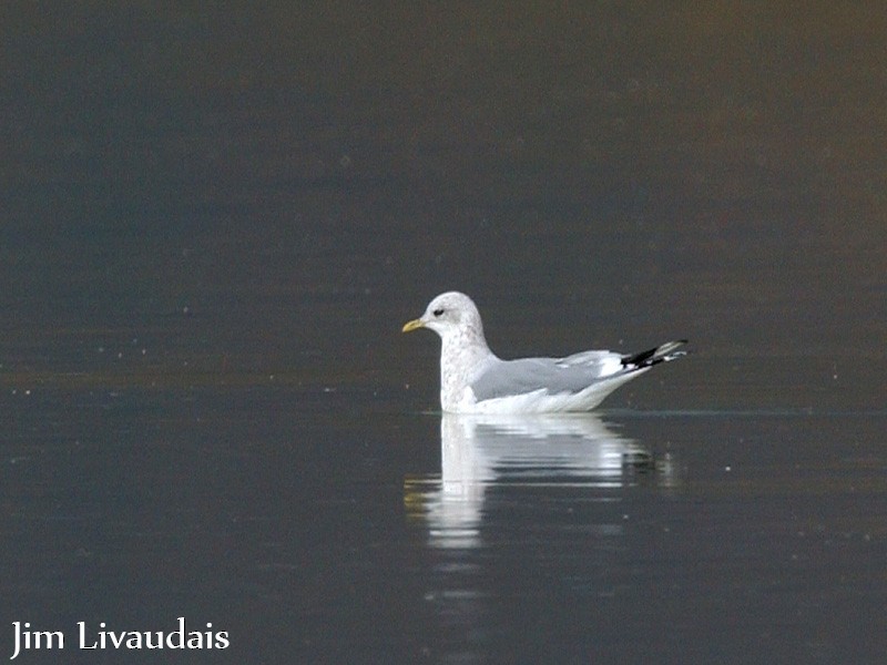 Short-billed Gull - ML138414961