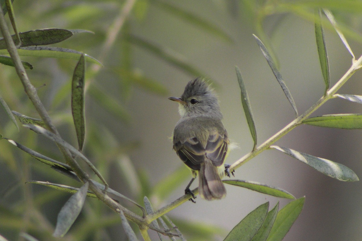 Southern Beardless-Tyrannulet - ML138415101