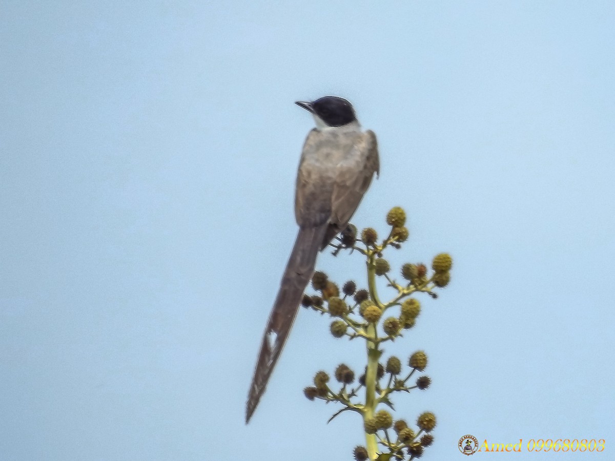 Fork-tailed Flycatcher - Amed Hernández