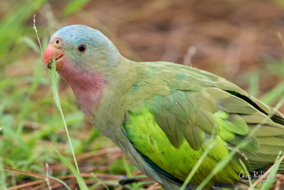Розовогорлый попугай - ML138415831