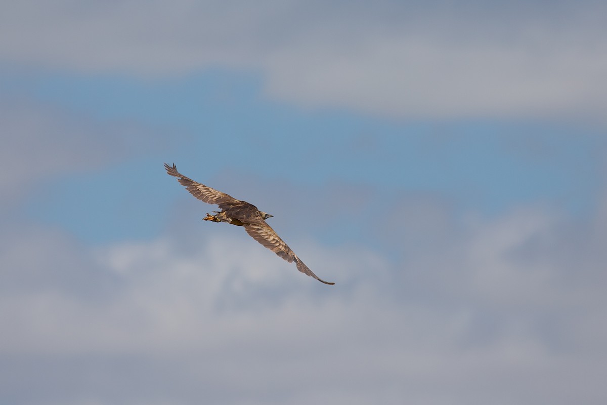 Australasian Bittern - ML138415881