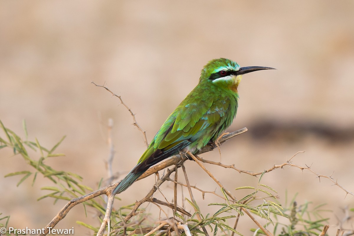 Blue-cheeked Bee-eater - Prashant Tewari