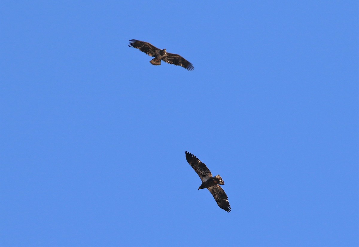 Bald Eagle - ML138416651