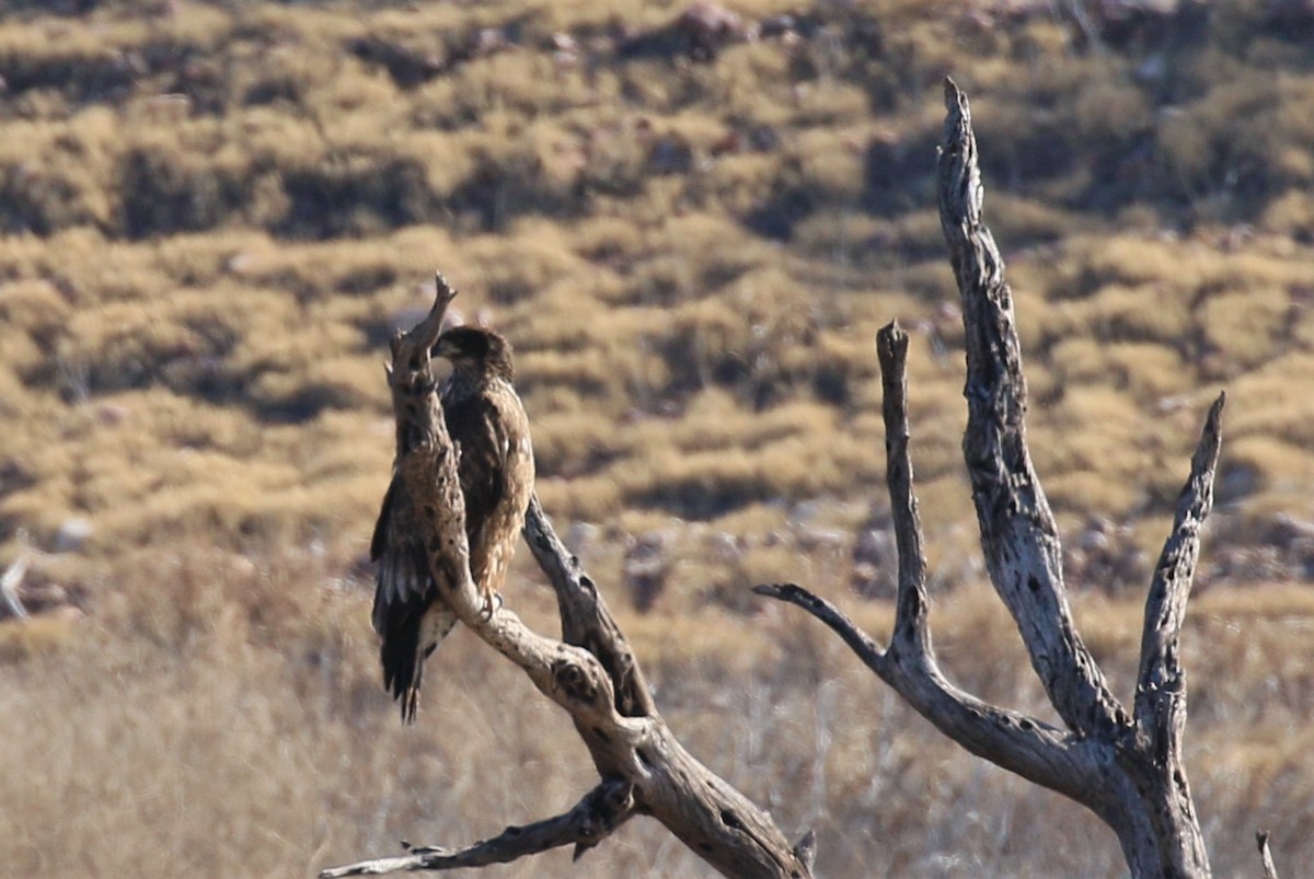 Bald Eagle - ML138416671