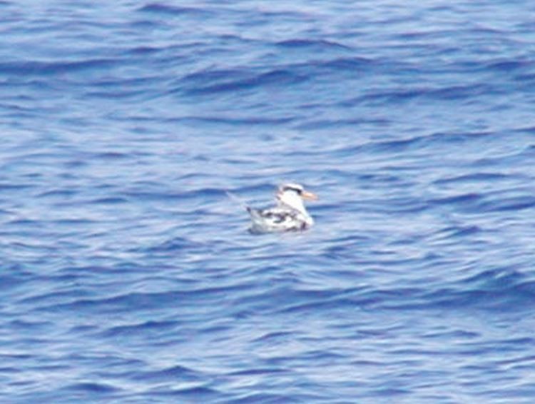 Red-billed Tropicbird - ML138417131