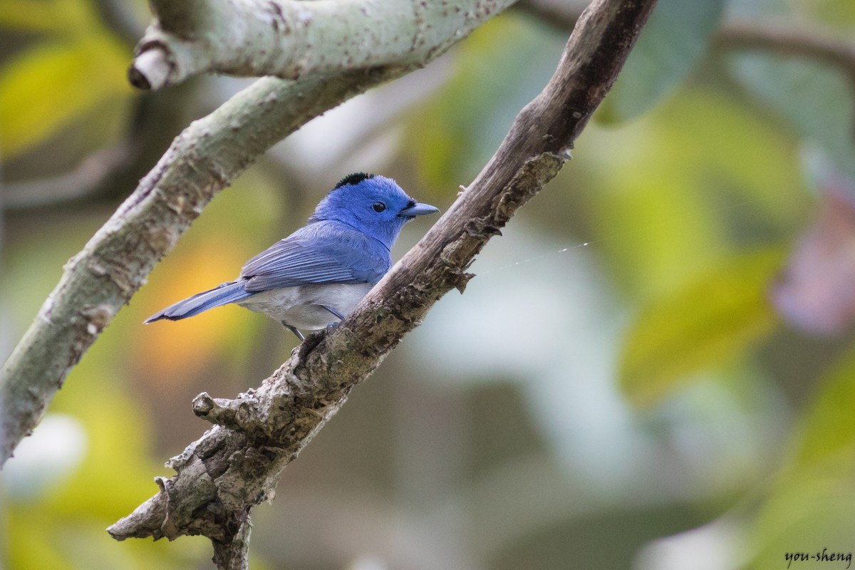 Black-naped Monarch - ML138417301