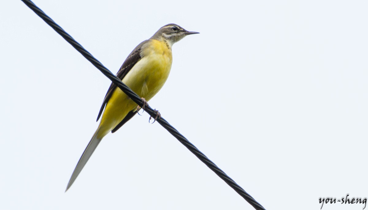 Gray Wagtail - ML138417311