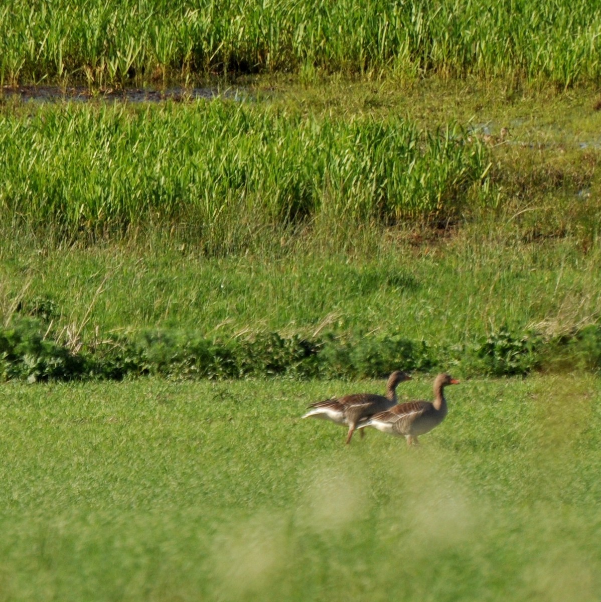 Graylag Goose - Diana Flora Padron Novoa