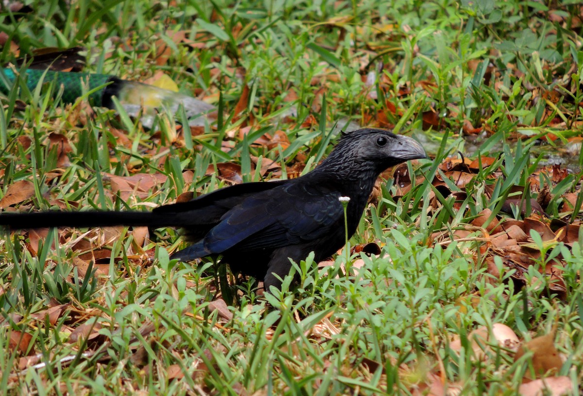 Groove-billed Ani - Jorge Tiravanti