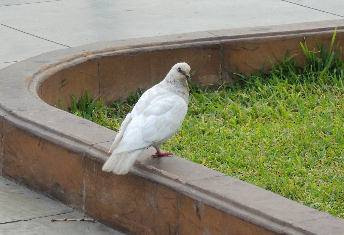 Rock Pigeon (Feral Pigeon) - ML138419731