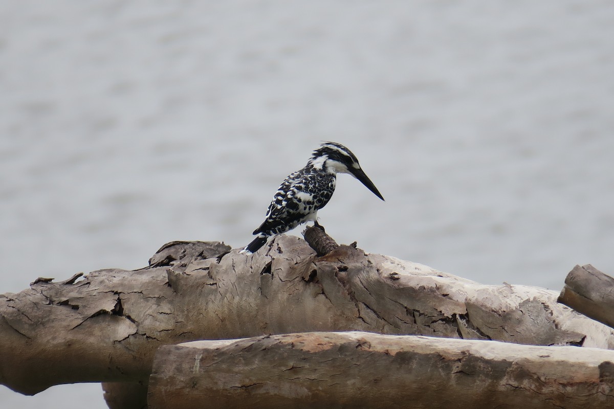 Pied Kingfisher - Rishi Palit