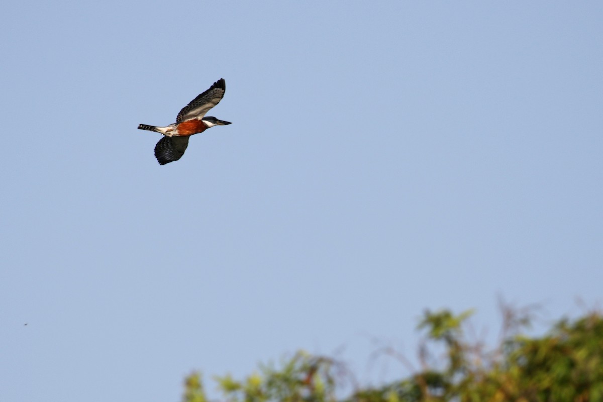 Красногрудый зимородок - ML138422501