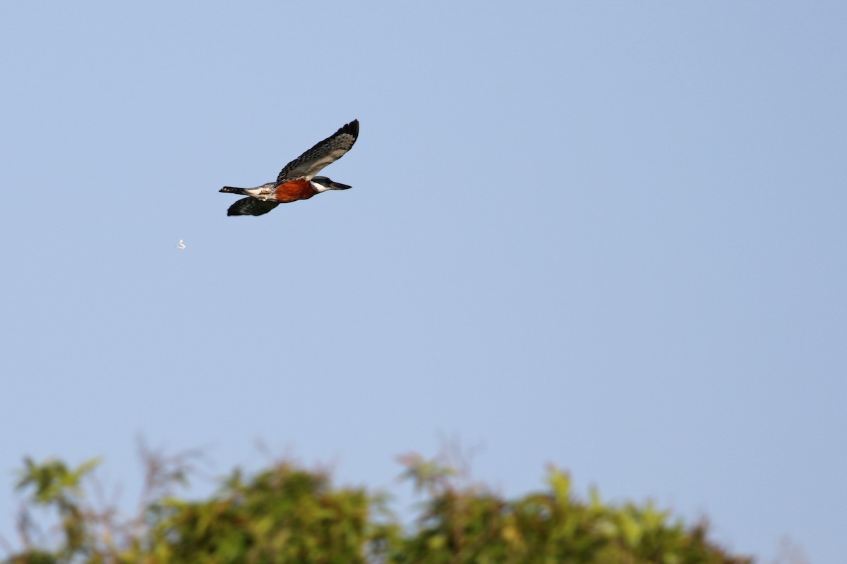 Ringed Kingfisher - ML138422511