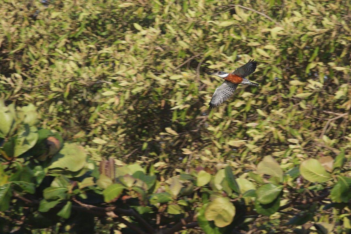 Красногрудый зимородок - ML138422521