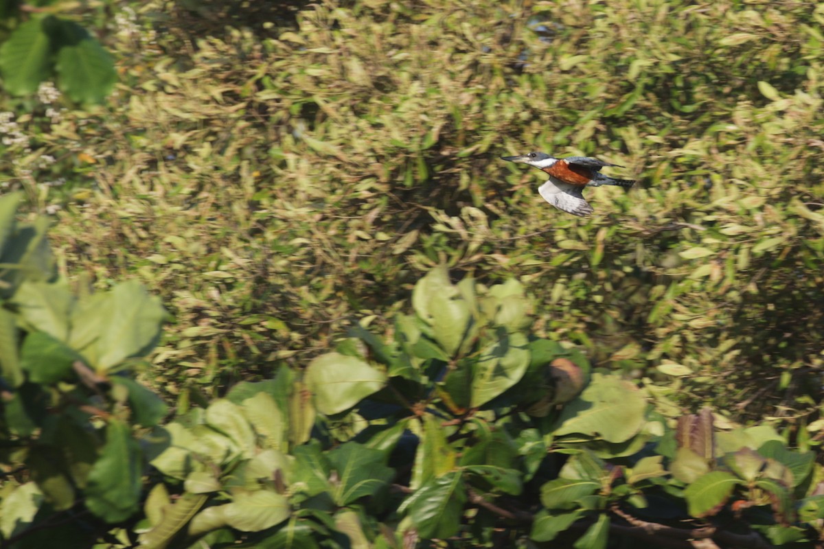 Красногрудый зимородок - ML138422531