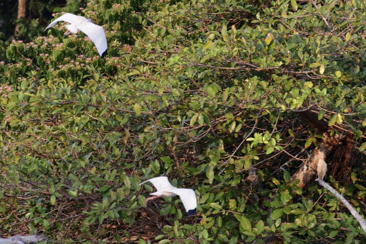 Yellow-headed Caracara - ML138422601