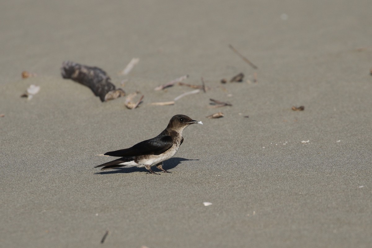 Gray-breasted Martin - ML138422671