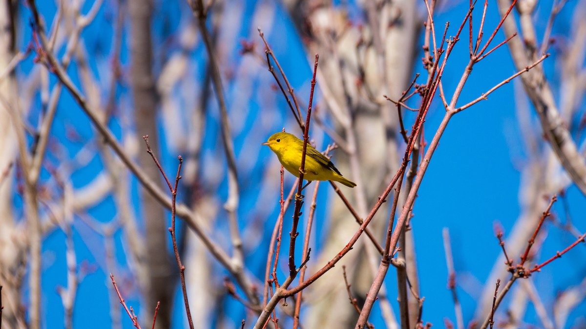 Yellow Warbler (Northern) - Kyle Matera