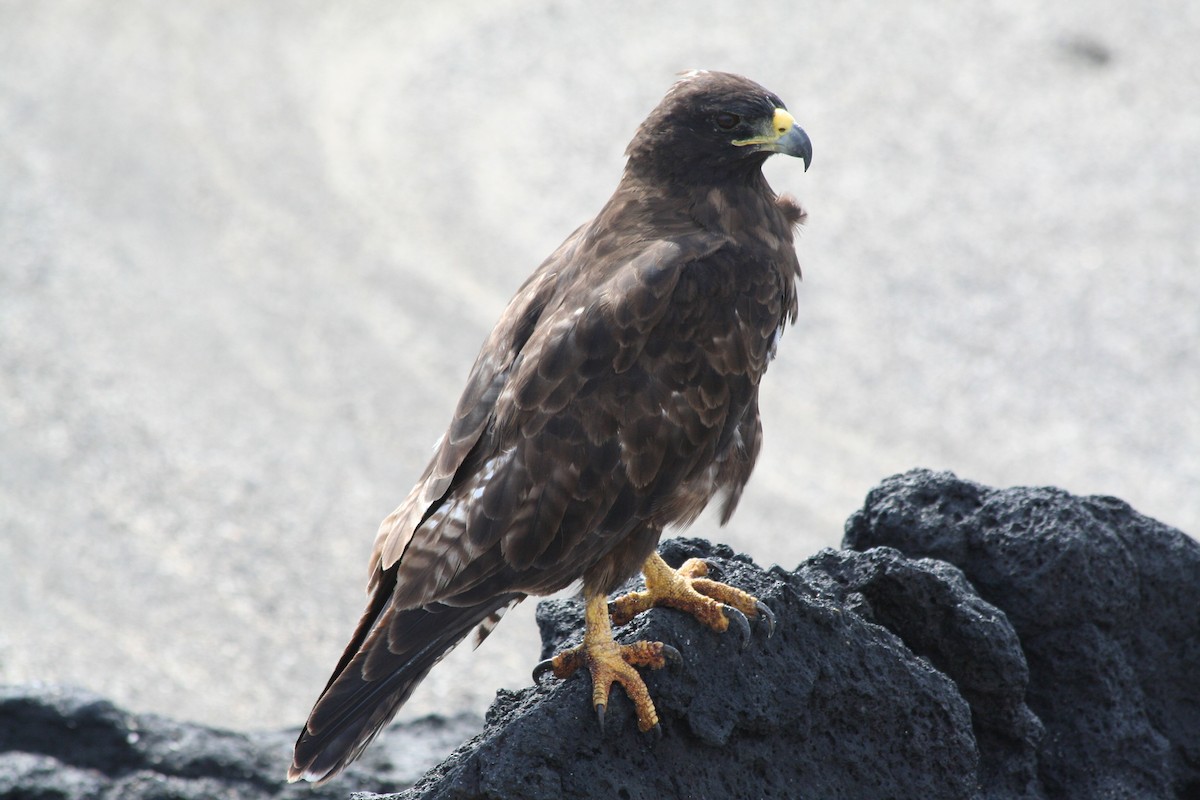 Galapagos Hawk - ML138423891