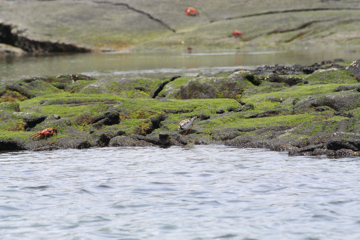 Ruddy Turnstone - ML138424201