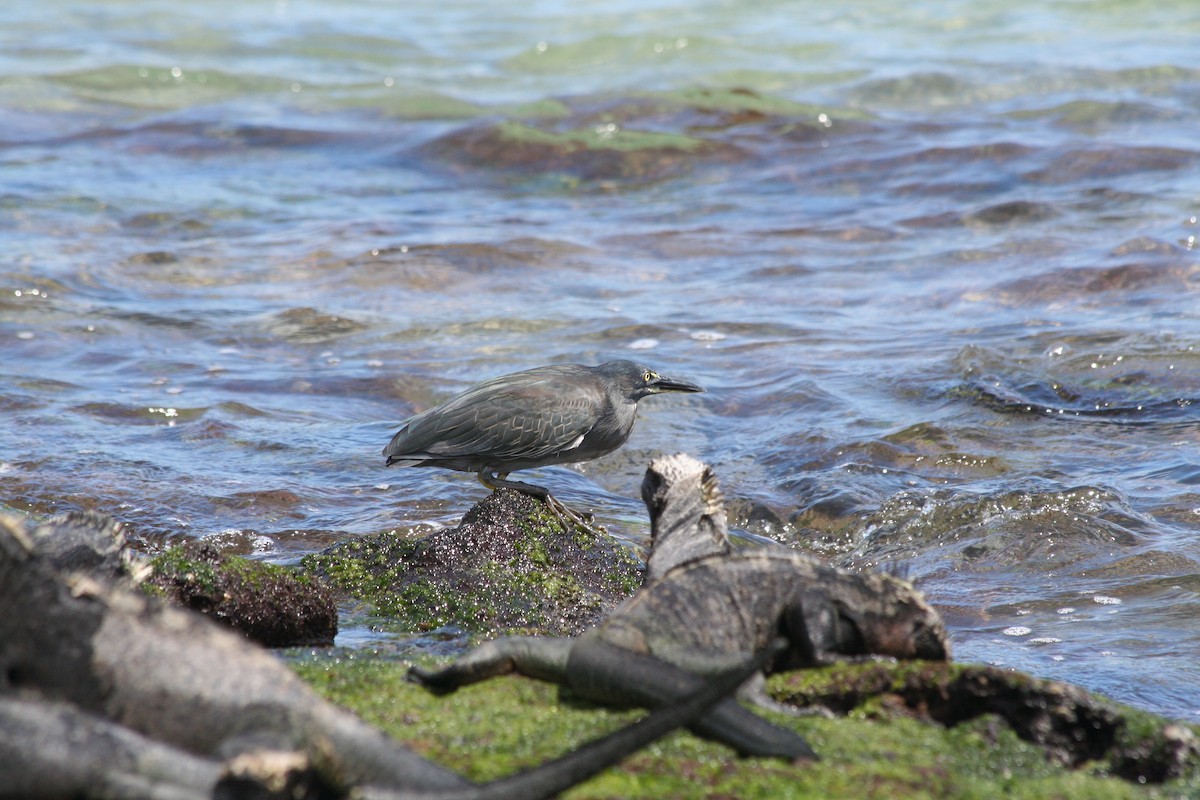 Striated Heron (Galapagos) - ML138424611