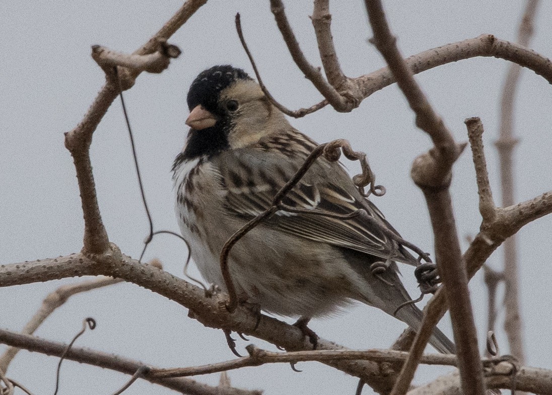 Harris's Sparrow - Michael Linz