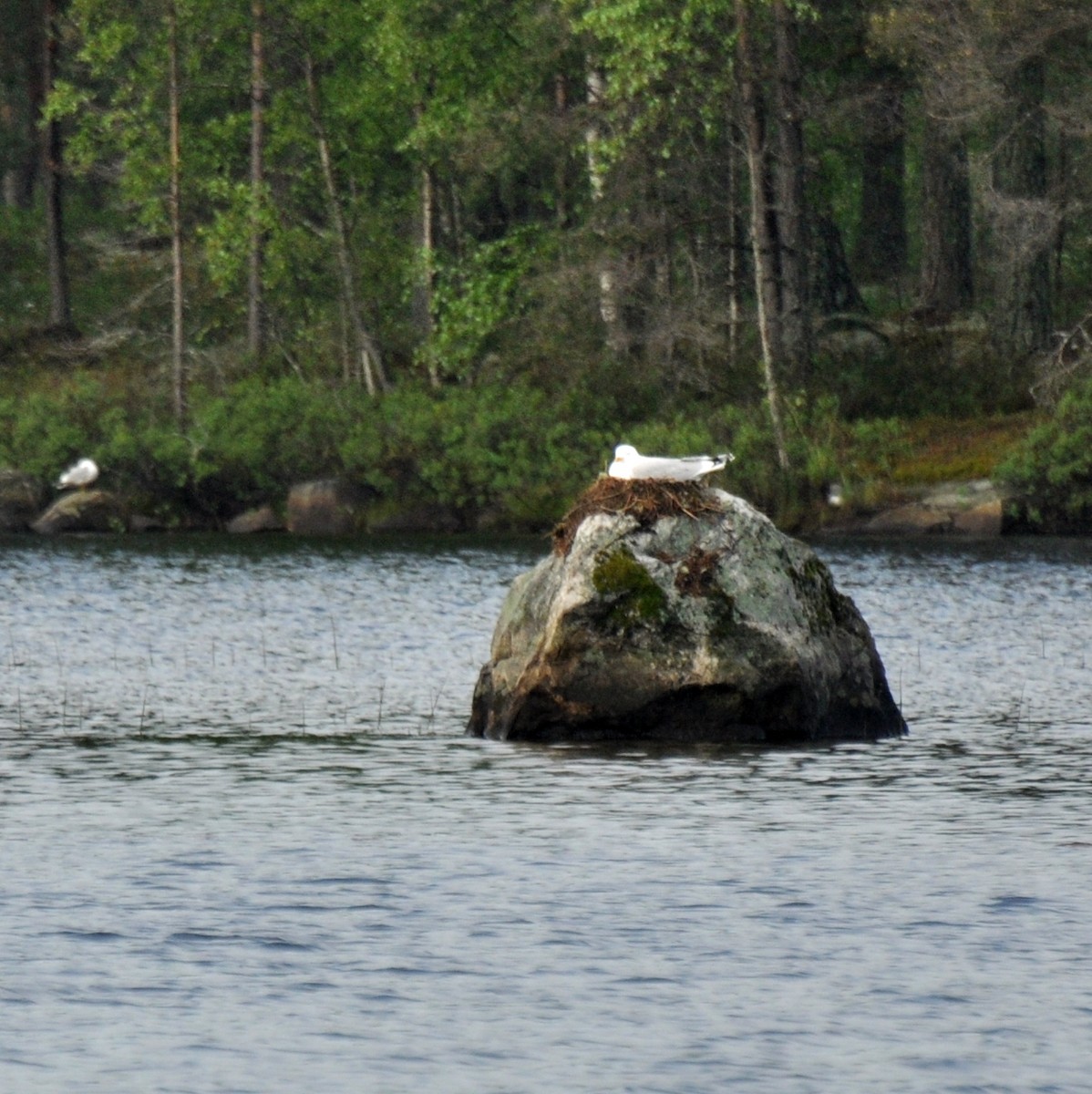 Herring Gull - ML138425471