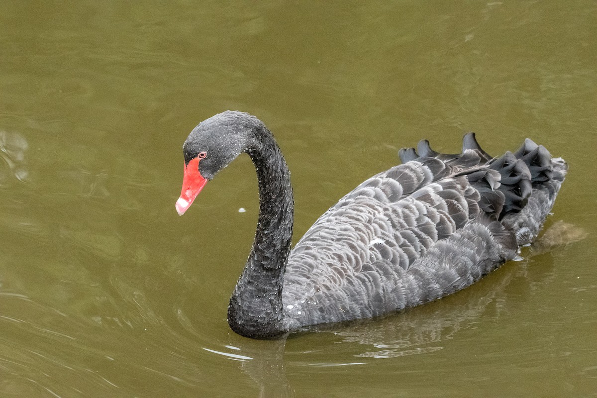 Black Swan - ML138426341