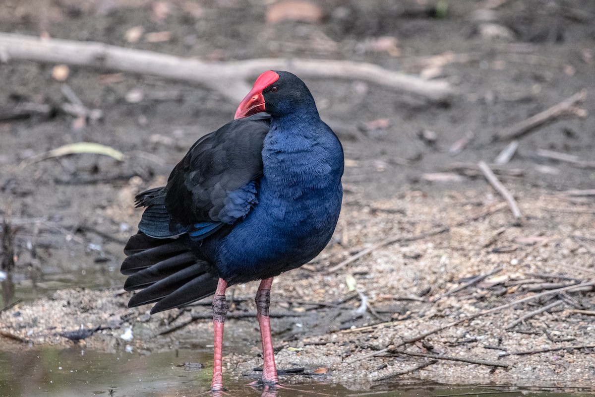 Australasian Swamphen - ML138426761