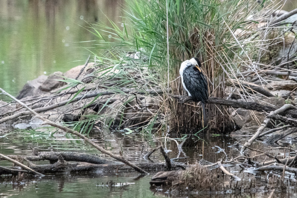 Little Pied Cormorant - Tod Spencer