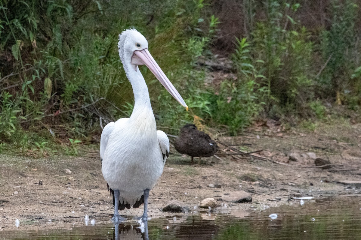 Australian Pelican - ML138427001