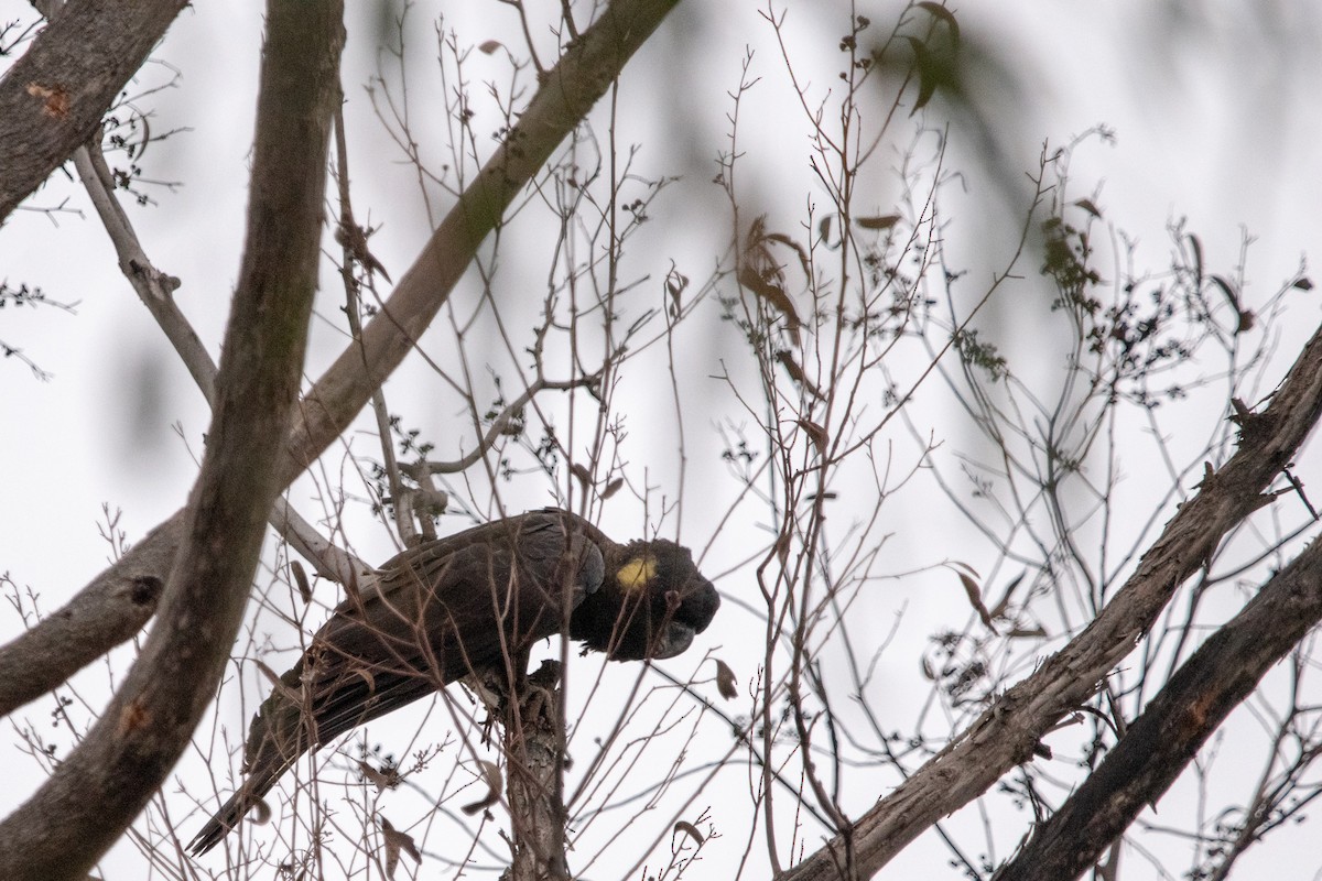 Yellow-tailed Black-Cockatoo - ML138427051