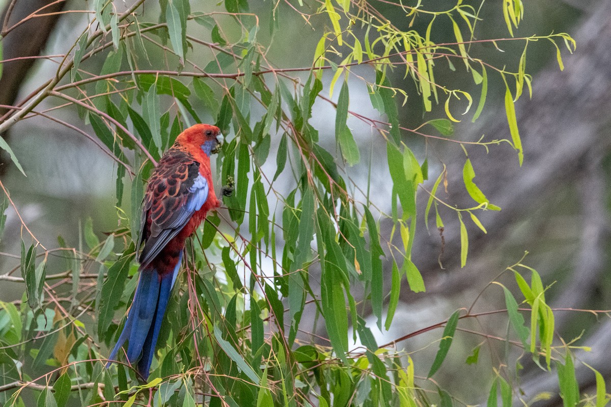 Crimson Rosella - Tod Spencer