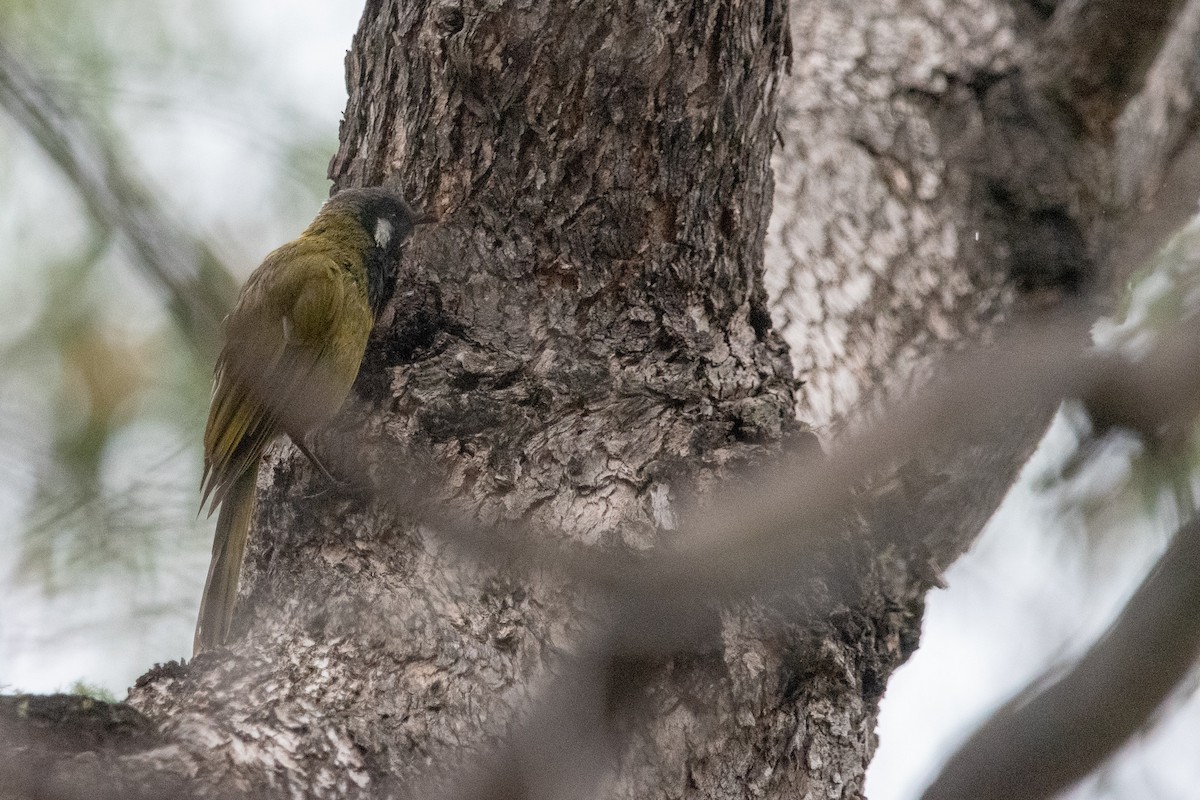 White-eared Honeyeater - ML138427141