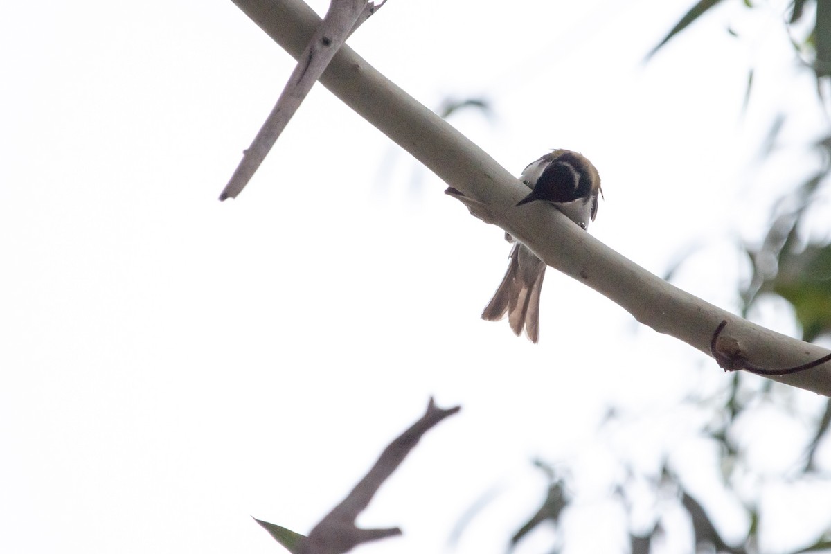 White-naped Honeyeater - ML138427151