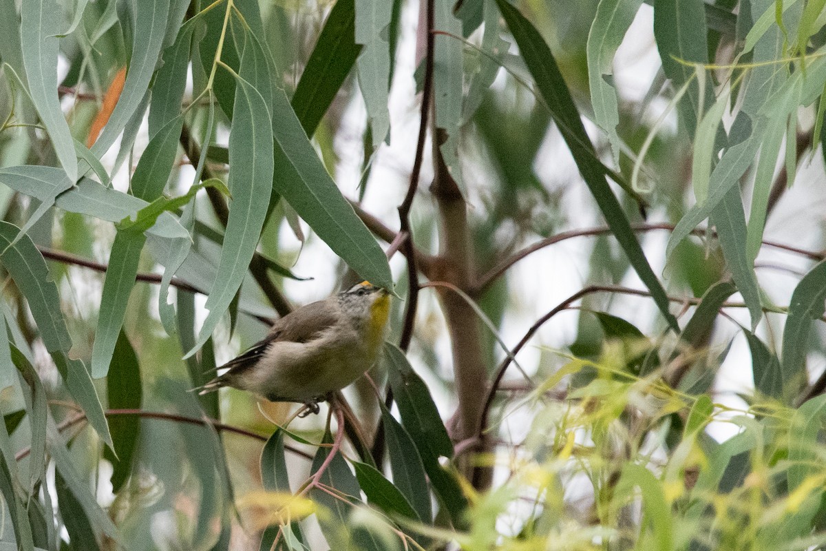 Striated Pardalote - ML138427171