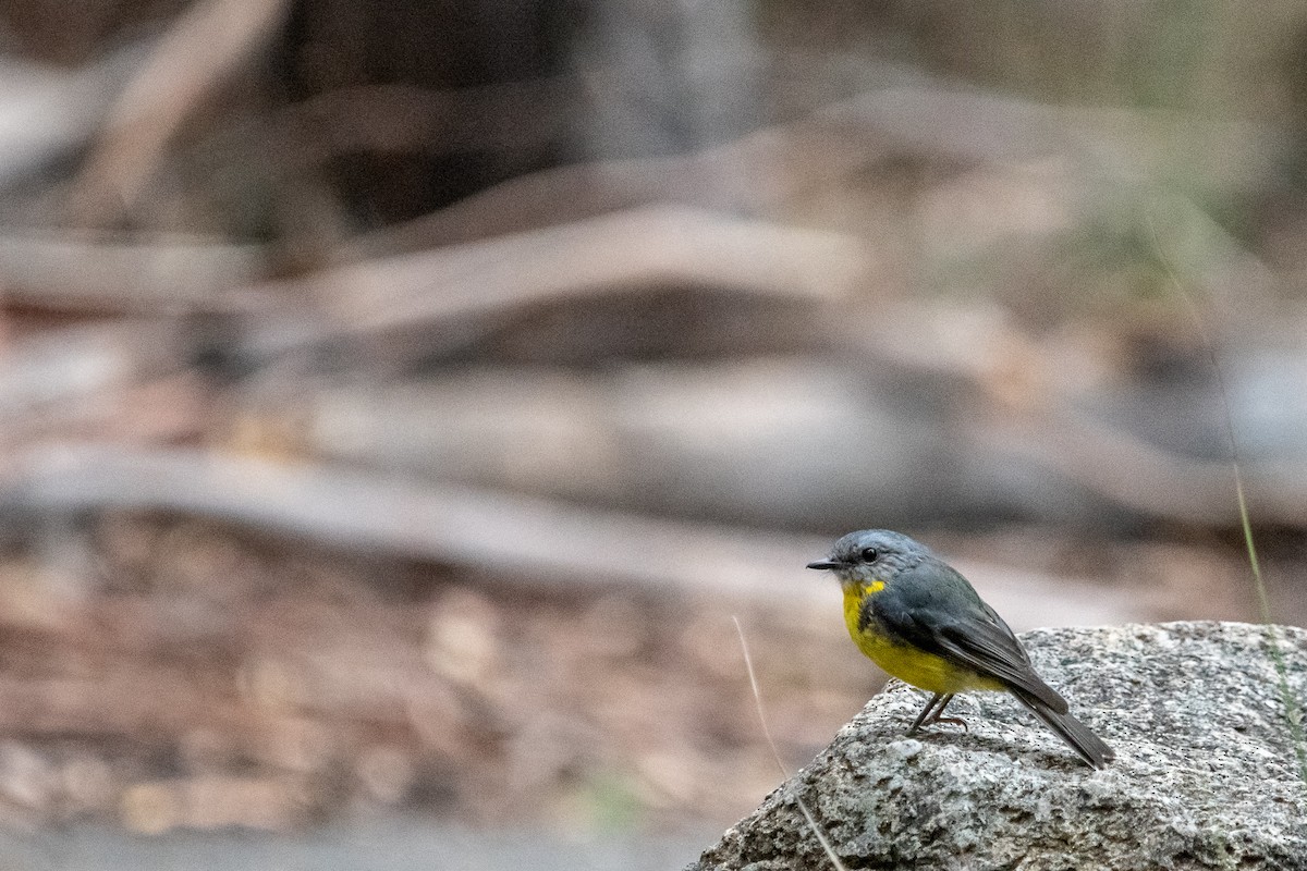 Eastern Yellow Robin - ML138427231