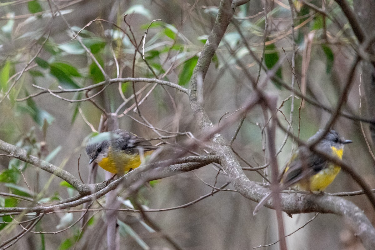 Eastern Yellow Robin - ML138427271