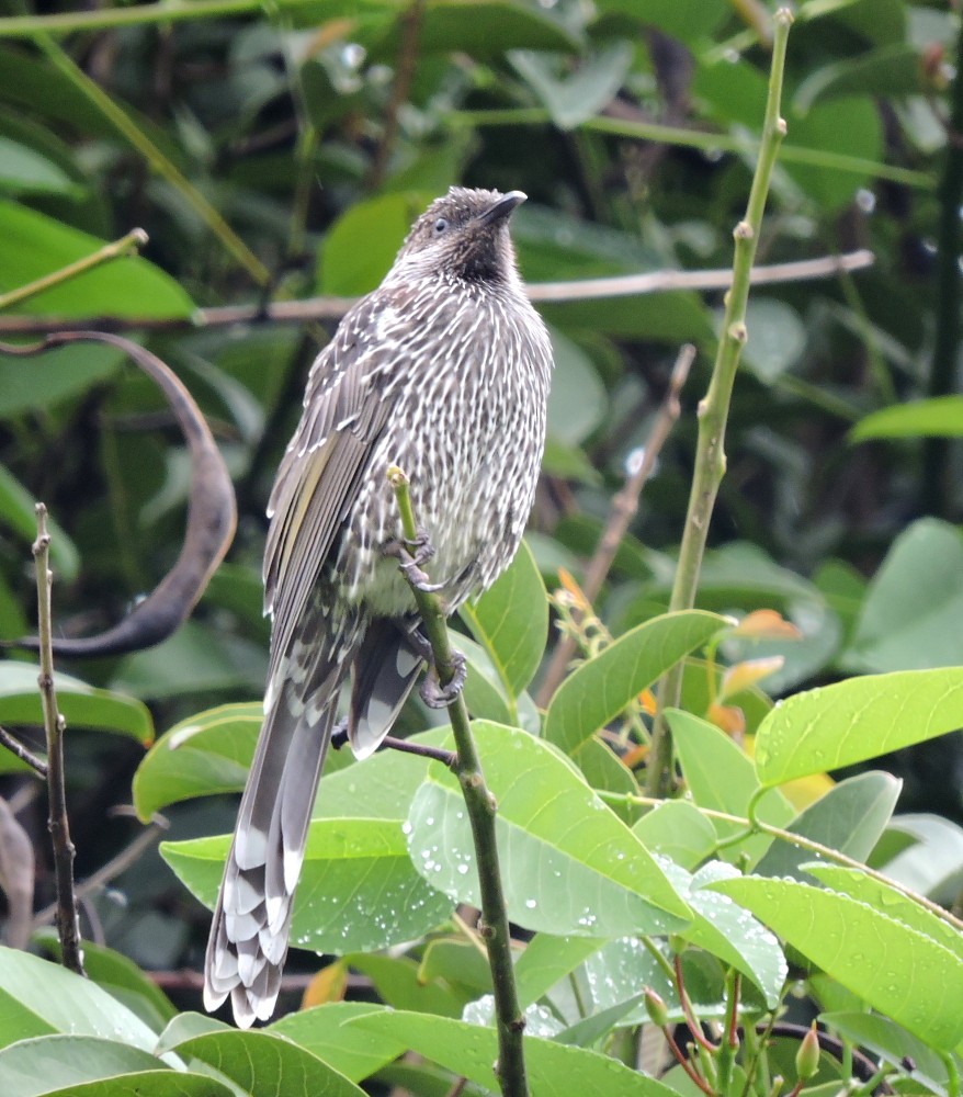 Little Wattlebird - Mark Ley