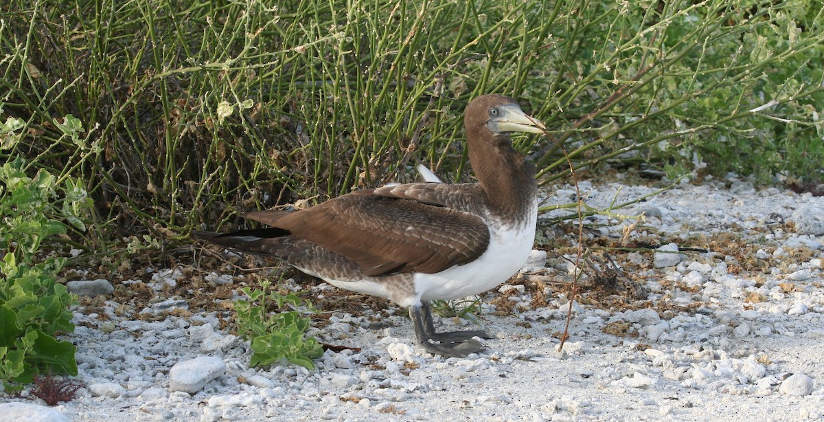 Nazca Booby - ML138427501