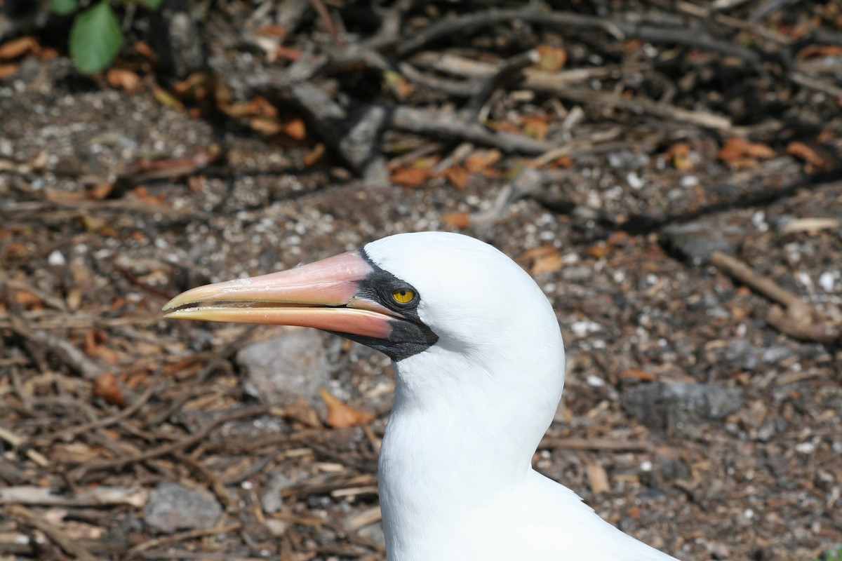 Nazca Booby - ML138427511