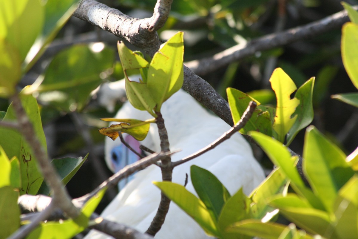 Red-footed Booby - ML138427781