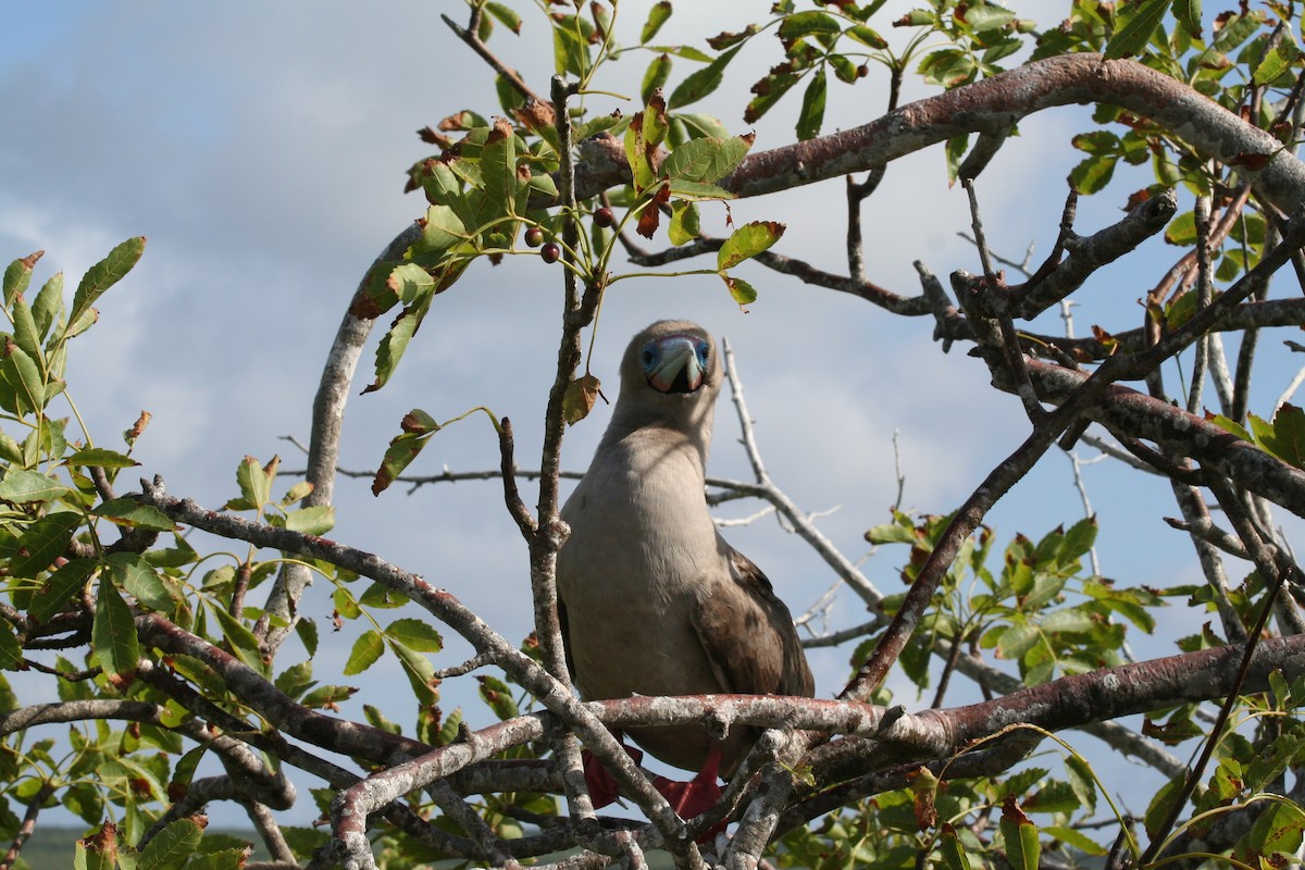 Fou à pieds rouges - ML138427801